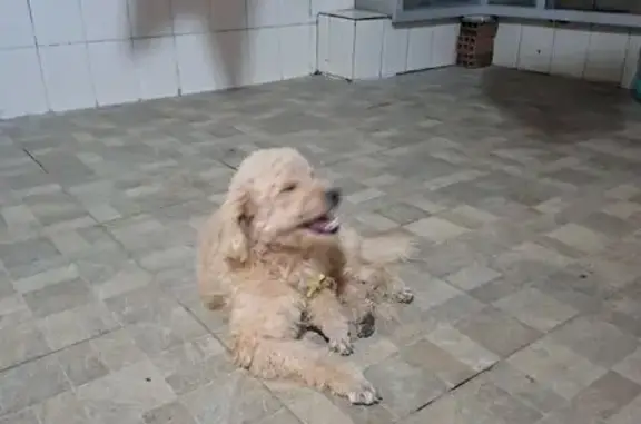 Encontrado cachorro em Avenida Oceano Pacífico, 283 — tosado e com gravata - photo
