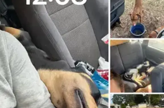 Lost dog, Melbourne - Jj has 3 legs - photo