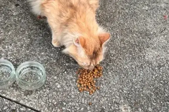 Chat trouvé, Allée Jacqueline Auriol, 11, Châtillon - photo