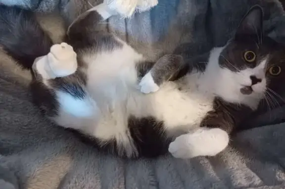 C’était tôt le matin. Mon chat a l’habitude de faire un petit tour sur mon toit, mais là je soupçonne qu’il a été surpris par la chaleur et qu’il soit allé dans un endroit qu’il ne connaît pas Ou qu’il soit bloqué sur le toit, mais aucun moyen de vérifier.