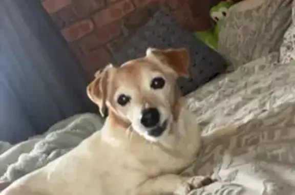 16 years old, eyes are very milk, her face is more white than the photo shows, very old and fragile. White coat quite spotty. Very skinny in her old age now.