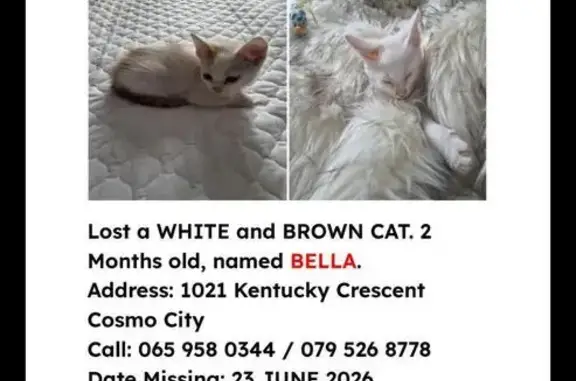 Missing cat Lone Hill, photo: Lost cat, New Hampshire Crescent, Roodepoort, Lone Hill - female, white and brown, 2 months old