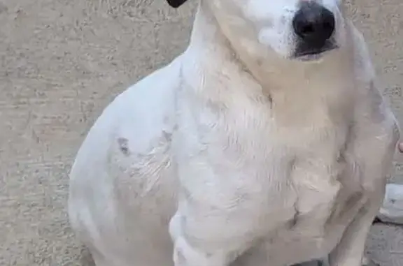 Lost dog, Tarella Drive, 48, Brimbank, Moonee Valley — male, white with black spots and one black ear - photo