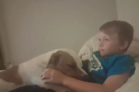 Missing dog Evansville, photo: Lost dog, South Bedford Avenue, 1119, Evansville — medium-sized, white coat with light brown spots