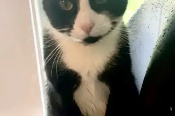 Lost and found pets Milwaukee, photo: Missing cat Female, Milwaukee (usl540894)