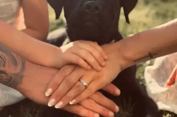 Lost dog, male, East 33rd Street, 3125, Vancouver — small black lab with a tan collar - photo
