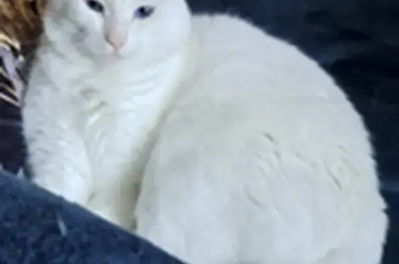 Chat perdu femelle, Le Bas Carmoy, Saint-Vran, Le Relecq-Kerhuon - craintive, yeux bleus - photo