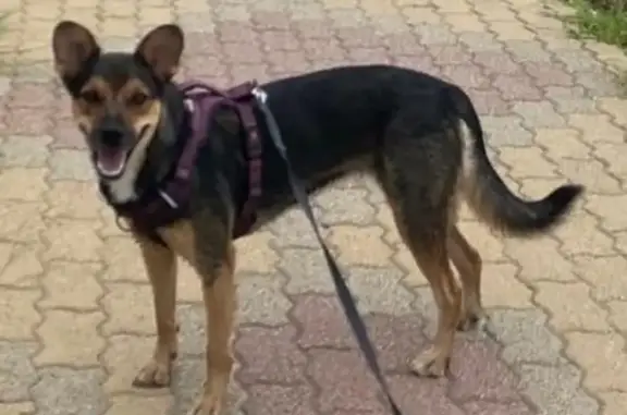 Chien perdu Salindres, photo : Chien perdu femelle, Salindres