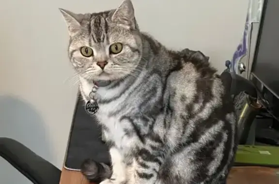 Lost cat, Azure Dr, 7, Onkaparinga, McLaren Vale - male British shorthair tabby with red collar - photo