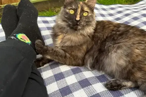 Lost pets Kingsford, photo: Lost cat, Petersham Road, Sydney - female, scared and likely hiding