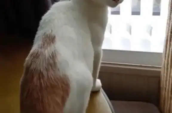 Missing cat Fazakerley, photo: Lost cat, Barlows Close, Liverpool - female