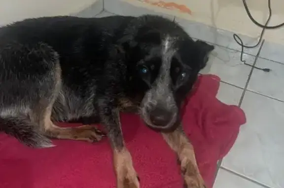 Encontrado cachorro fêmea, Monte Mor - SP, 13190-000, Brasil - dócil e aparenta ser idosa - photo