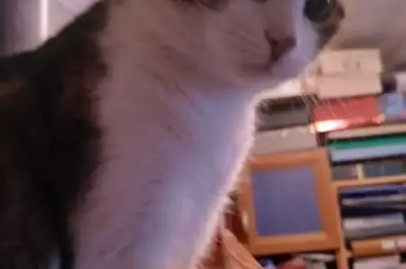 Chat gris tigré avec ventre blanc. Léger strabisme sur l'oeil droit.