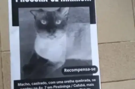 Perdido gato macho na Região O...
