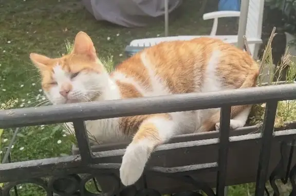 Chat perdu mâle, Rue des Epinettes, Cormeilles-en-Parisis, Paris - sociable - photo