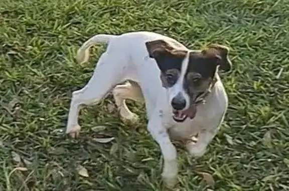 Perdido cachorro fêmea, Rua 1-A, 344, Goiânia - porte pequeno, corre rápido - photo