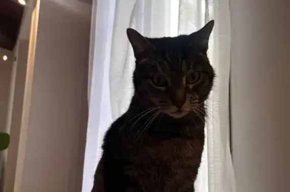 Perdido gato macho, Av. Marina Baixa, 70, 03509, Alicante, España, Benidorm - grande y de pelo corto - photo