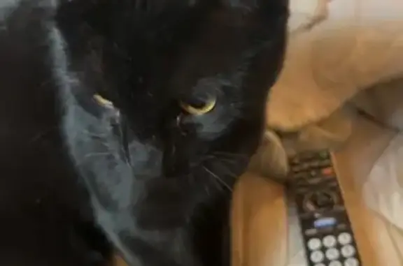 Lost pets Albuquerque, photo: Lost cat, Camino Perfecto Northeast, 271, Albuquerque - sweet, playful male