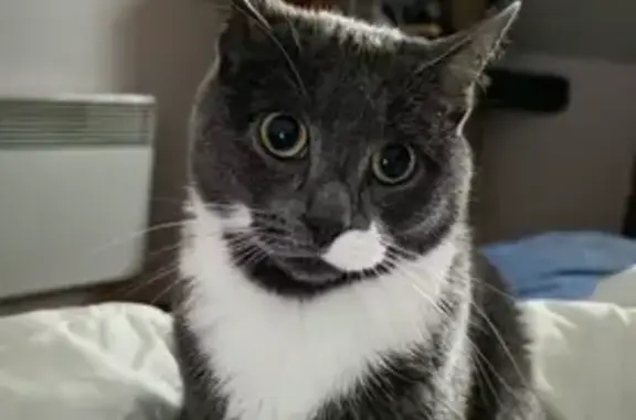 Chat perdu femelle, Rue Louis Mony, 27, Troyes — grise et blanche, non pucée - photo