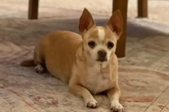 Lost dog, East Omaha Avenue, Fresno - female, 20 years old, barely walking - photo