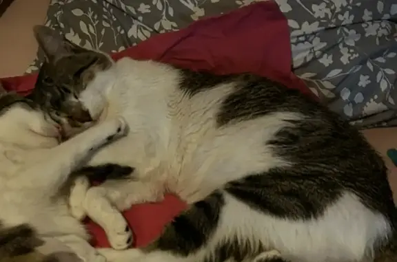 Chat perdu, Bédarrides, photo: Chat perdu mâle, Chemin du Coulaire, 8, Bédarrides — collier beige/doré