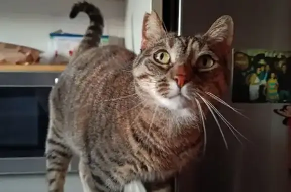 Perdido gato hembra, Carrer de Sant Xavier, 9-19, El Vendrell, Pozuelo de Alarcon - atigrada marrón, sin collar - photo