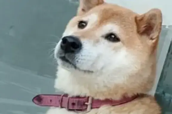Perdido perro hembra en Diseminado Afueras Candanc, 17, Candanchú, Huesca - shiba inu marrón claro con pecho y morro blanco - photo