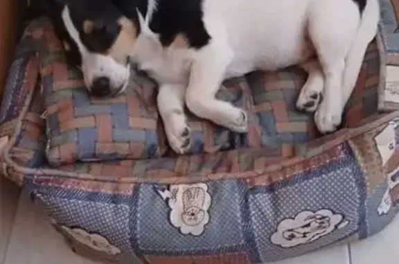 Perros perdidos, Sabadell, foto: Perdido perro hembra, Carrer Goya, 17, Amposta, Sabadell