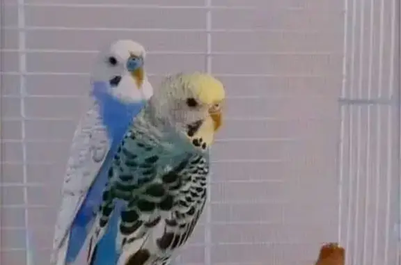 Animaux perdus Chambray-lès-Tours, photo: Perdue oiseau femelle, Rue Boris Vian, 4, Chambray-lès-Tours