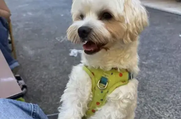 Lost dog male, Pumice Street, 8, Brisbane — white Maltese × Jack Russell Terrier, friendly and very active - photo