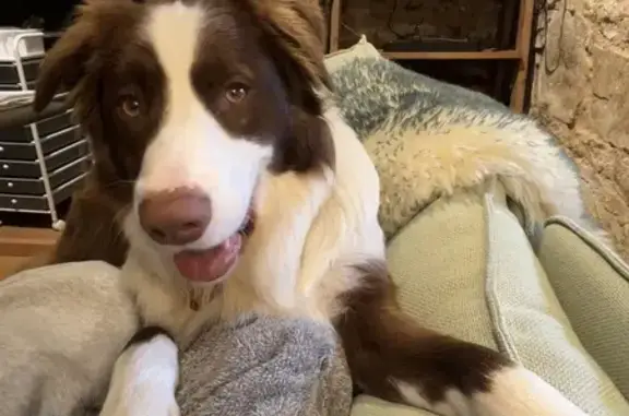Lost dog, Davey Street, 171, Hobart City, Hobart — male border collie with red tag collar - photo