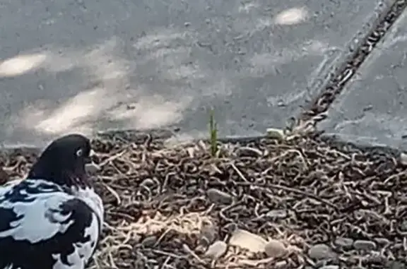 Found bird, Anita Street, 3131...