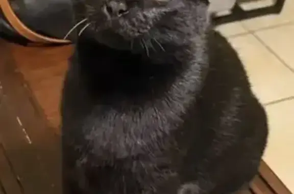 Lost and found pets Baton Rouge, photo: Lost cat, Ridgely Drive, 10866, Saint George - female, wearing a pink collar with bell