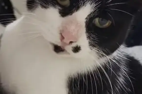 Lost and found pets Doral, photo: Lost cat, Burns Drive East, 16030, The Acreage, Doral - female, indoor/outdoor