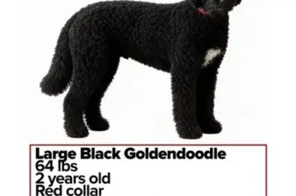 Lost dog, South Flamingo Road, 1655, Miami - male - black labradoodle/goldendoodle with a white patch on his chest - photo