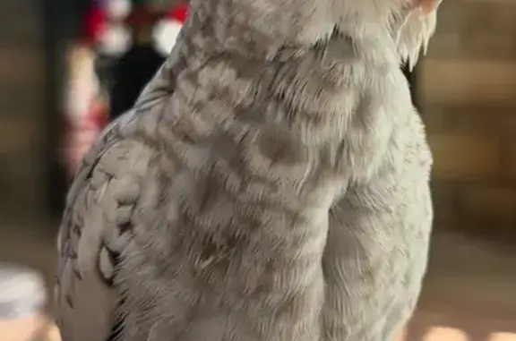 Lost bird, Hays Road, 204, Upp...