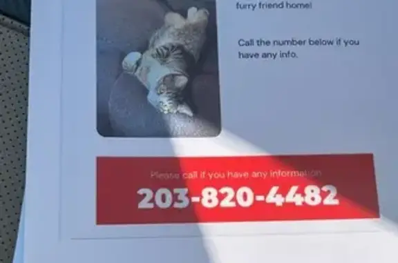 Lost and found pets Norwalk, photo: Lost cat, Winfield Street, 86, East Norwalk, Norwalk - striped