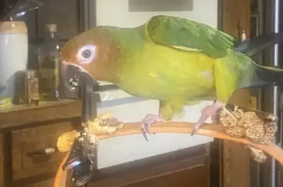 Lost and found pets West Haven, photo: Lost bird, Alexander Drive, West Shore, West Haven — male, responds to his name with two screams