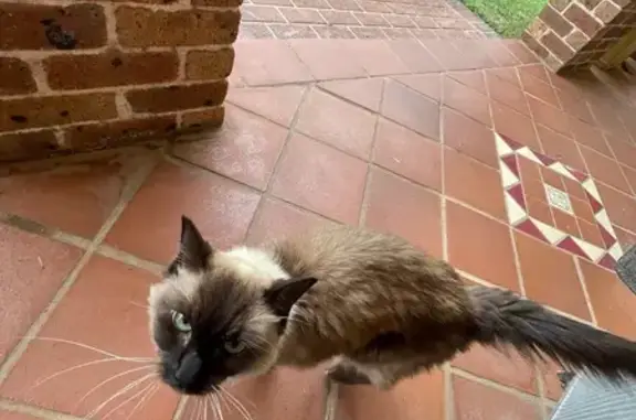 Found cat, Darlington Drive, 1...