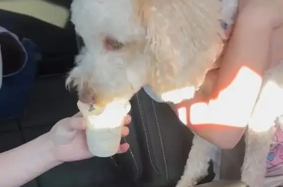 Lost and found pets San Diego, photo: Lost dog, North Higley Road, Farr West, San Diego — very fluffy, curly hair