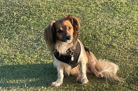 Missing dog Ferny Creek, photo: Lost dog female, Opie Street, 2, Knox City, Ferny Creek