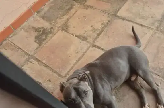 Encontrado perro macho, Arraba...