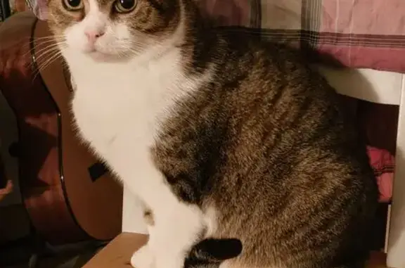 Perdido gato masculino, Calle de los Comuneros de Castilla, 3, Zaragoza - sin collar - photo