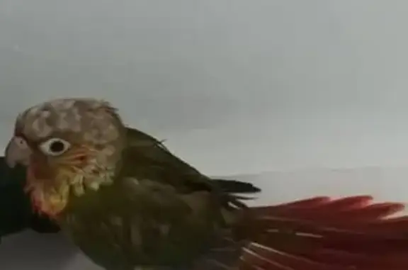 Lost bird, Neale Road, 27, City of Moreton Bay, Burpengary - female, very small - photo