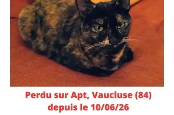 Chat perdu, Avenue Saint-Michel, 30, Apt, Paris - chatte tricolore, à poil mi-long - photo