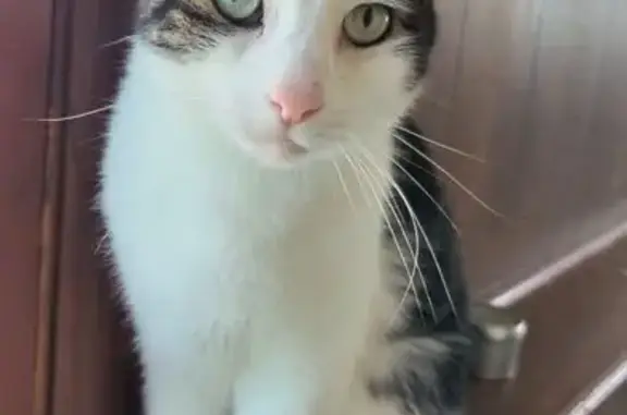 Lost pets Gardner, photo: Lost cat, North White Drive, 127, Gardner