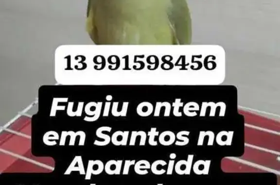 Perdida pássaro macho, Rua Sen...