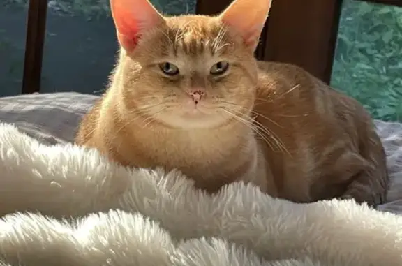 Lost cat, Smith Road, 35, Logan, Park Ridge — male, orange with multiple dots around the nose - photo