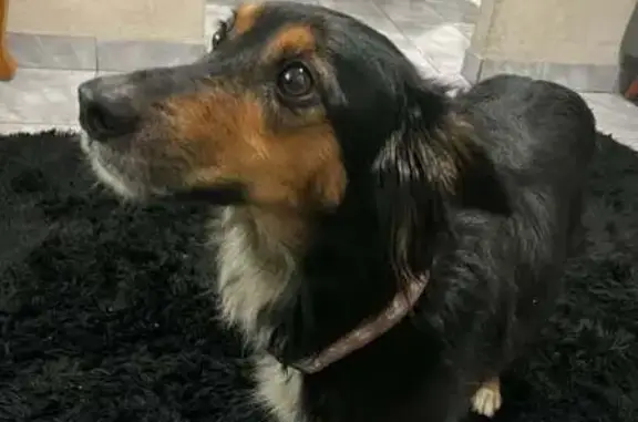 Encontrado cachorro fêmea na Rua Roberto Baldin, 5060, dócil e com coleira - photo