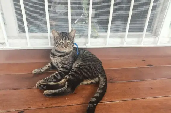 Perdido gato macho, Rua Doutor...